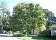 Pyrus calleryana 'Aristocrat'