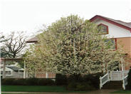 Bradford Flowering Pear