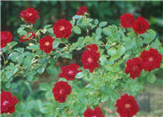 Climbing Rose