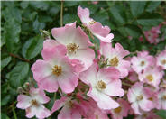 Rosa 'Nearly Wild' (Floribunda)