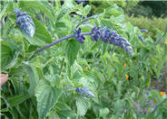 Blue Sage, Pitcher Sage