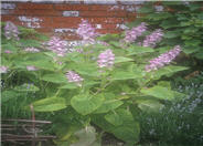 Clary Sage