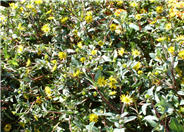 Sanvitalia procumbens