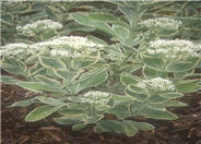 Sedum 'Frosty Morn'