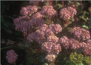Sedum 'Matrona'