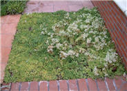 White Stonecrop