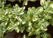 Sedum sieboldii 'Medio-variegatum'