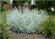 Senecio cineraria