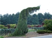 Sequoiadendron giganteum 'Pendulum'