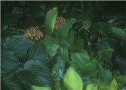 Smilacina racemosa