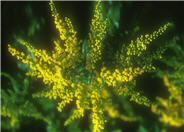Blue-stemmed Goldenrod