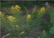 Solidago roanensis