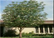 European Mountain Ash