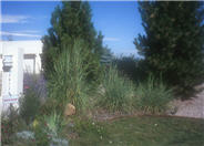 Sorghastrum nutans
