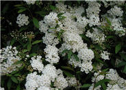 Spirea; Meadowsweet