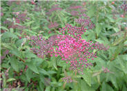 Spiraea japonica 'Little Princess'