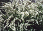Snowmound Spiraea