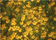 Signet Marigold