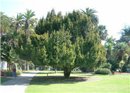 Taxus baccata