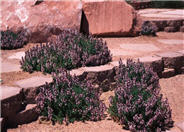 American Germander