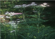 Columbine Meadow Rue