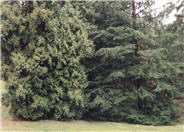 Western Arborvitae