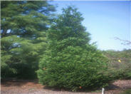 Green Giant Arborvitae