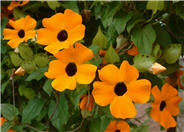 Black-Eyed Susan Vine