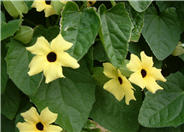 Black Eyed Susan Vine