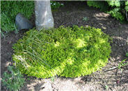 Thymus x citriodorus 'Aureus'