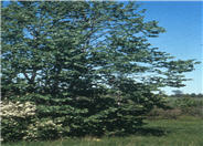 Tilia americana