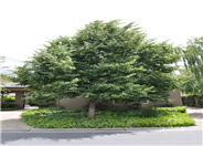 Tilia cordata