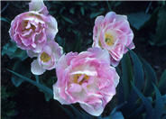Tulipa 'Angelique'