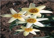 Tulipa kaufmanniana