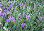 Prairie Verbena, Sandpaper Verbena