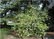 Viburnum x burkwoodii