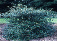 Prague Viburnum