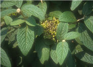Viburnum x rhytidophylloides 'Allegheny'
