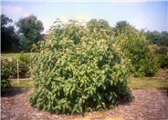 Viburnum x rhytidophylloides 'Willowood'