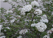 Viburnum carlesii