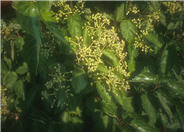 Arrowwood Viburnum