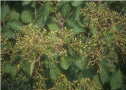 Linden Viburnum