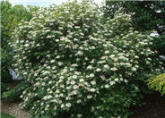 Compact European Cranberrybush Vibu