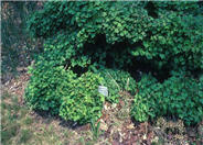 Dwarf European Cranberrybush Viburn