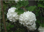 Snowball Viburnum