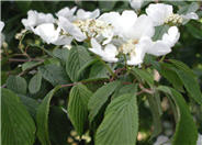 Doublefile Viburnum