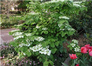 Shasta Doublefile Viburnum