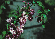 Weigela