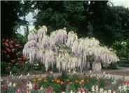 White Japanese Wisteria