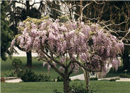 Wisteria floribunda 'Rosea'